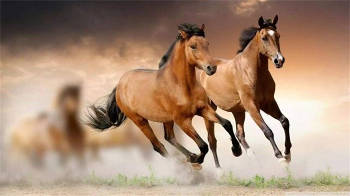 千里之行跑得快是什么生肖，全面释义、实证解答解释落实